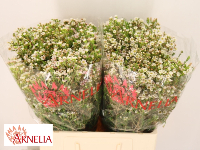 <h4>CHAME MORNI DELIGHT</h4>