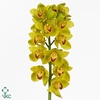 Cymb Ye Cape Canary Darling Glow