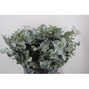 Euca Cinerea Short 300gr P Bunch