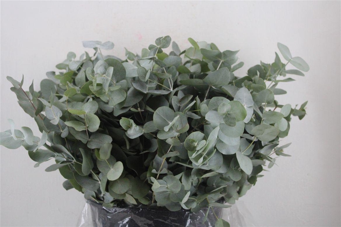 <h4>Euca Cinerea Short 300gr P Bunch</h4>