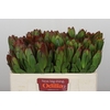 Leucadendron Goldstrike