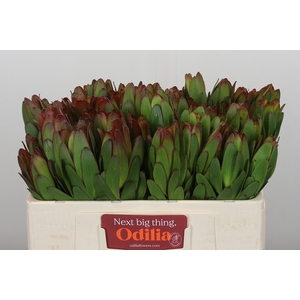 Leucadendron Goldstrike