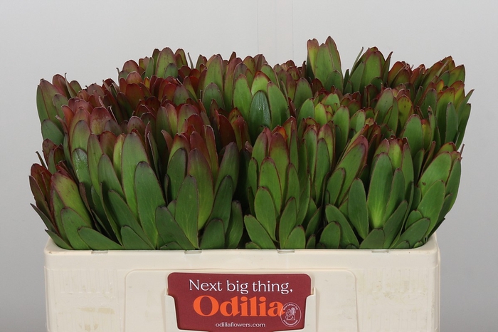 <h4>Leucadendron Goldstrike</h4>