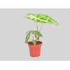 ALOCASIA AMAZONICA P12