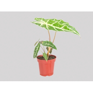 ALOCASIA AMAZONICA P12