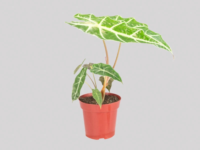 <h4>ALOCASIA AMAZONICA P12</h4>