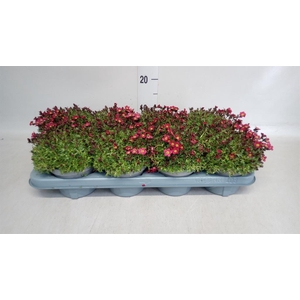 Saxifraga arend. 'Alpino Red'