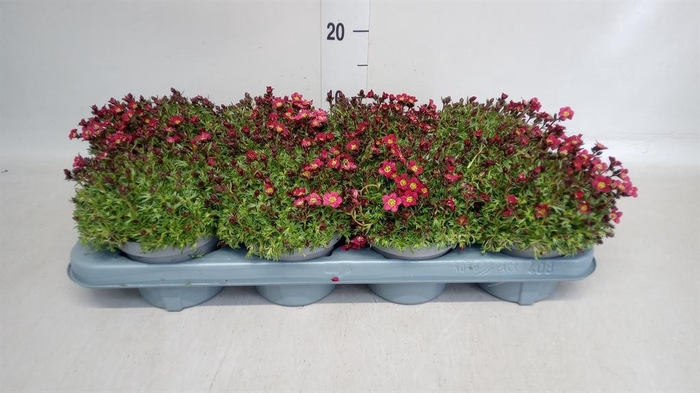 <h4>Saxifraga arend. 'Alpino Red'</h4>