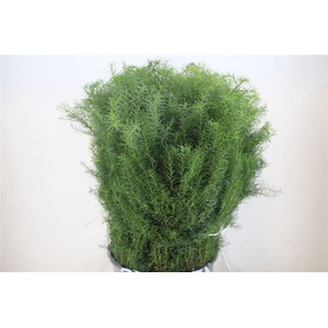 Cryptomeria Pbs