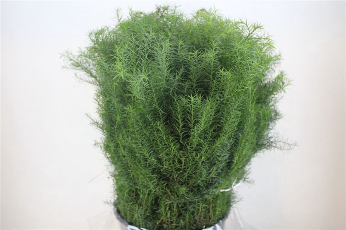 <h4>Cryptomeria Pbs</h4>