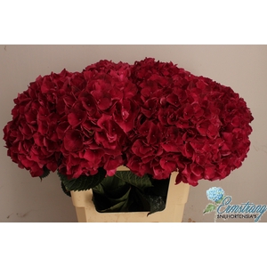 HYDR M MAG RUBYRED