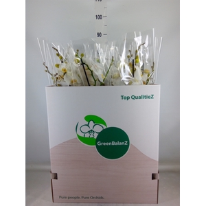 Phalaenopsis   ...white