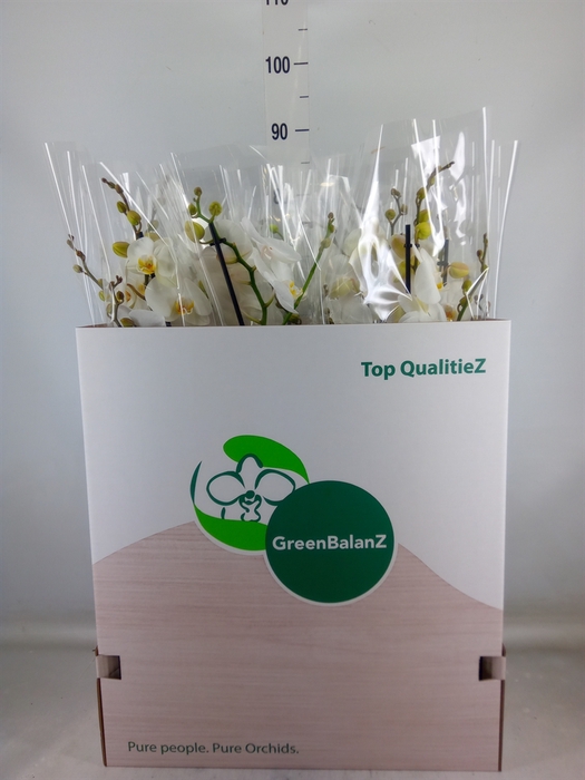 <h4>Phalaenopsis   ...white</h4>