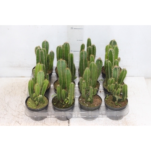 CACTUS ACANTHOCEREUS TETRAGONUS P09