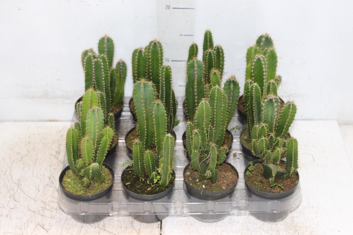 <h4>CACTUS ACANTHOCEREUS TETRAGONUS P09</h4>