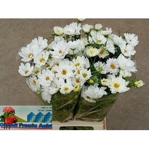 COSMOS BIPINNATUS
