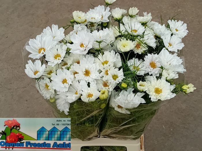<h4>COSMOS BIPINNATUS</h4>