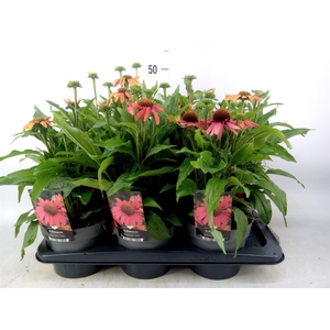 Echinacea   ...