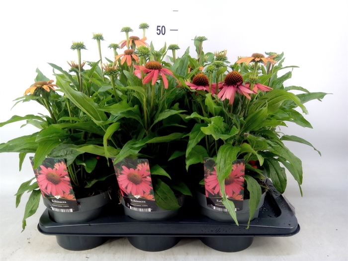 <h4>Echinacea   ...</h4>