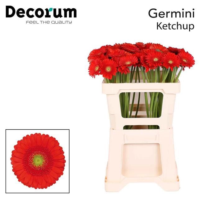 <h4>GE MI KETCHUP</h4>
