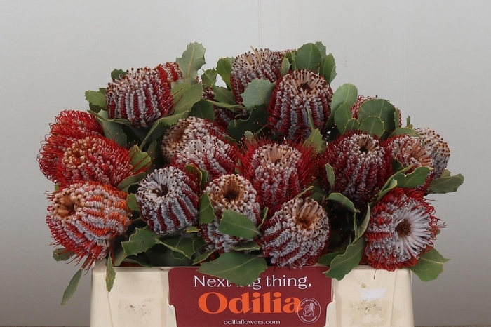 <h4>BANKSIA COCCINEA</h4>