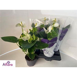 Anthu An Sierr White 5-6