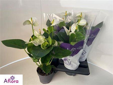 <h4>Anthu An Sierr White 5-6</h4>