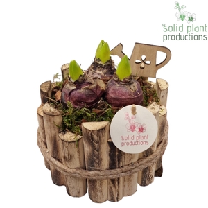 HHY001 Milano Small Hyacint