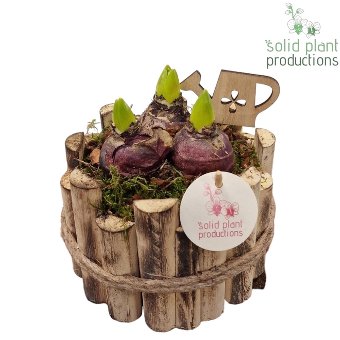 <h4>HHY001 Milano Small Hyacint</h4>