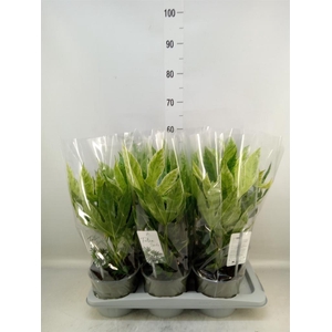 Fatsia japonica 'Variegata'