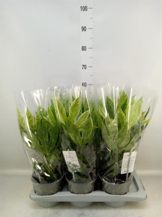 <h4>Fatsia japonica 'Variegata'</h4>