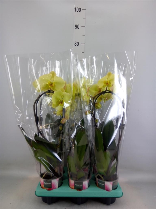 <h4>Phalaenopsis ...</h4>