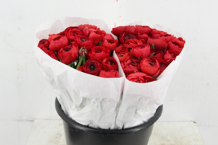 <h4>RAN SUCCES RED</h4>