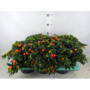 Solanum pseudocapsicum