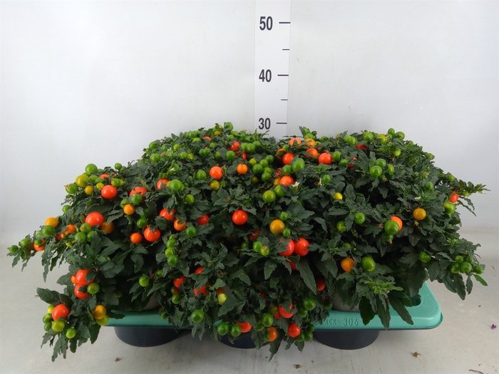 <h4>Solanum pseudocapsicum</h4>