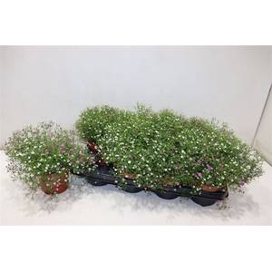 arr8 Gyps Muralis Gem In Pot