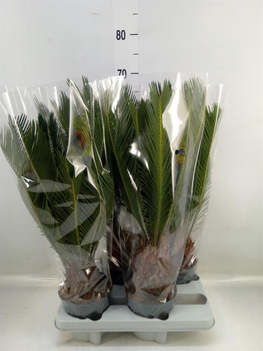 <h4>Cycas revoluta</h4>