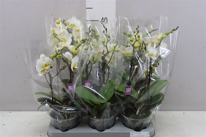 <h4>Phal Multifl Wit 2 Tak</h4>