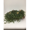 Peperomia pros. 'Pixie'