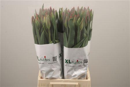 <h4>Tu Fr En Tarzan</h4>