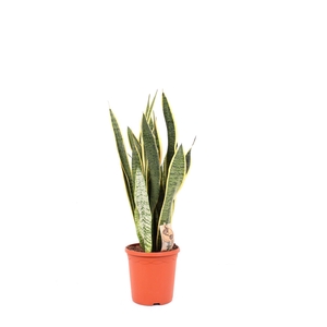 Sansevieria P21 Laurentii