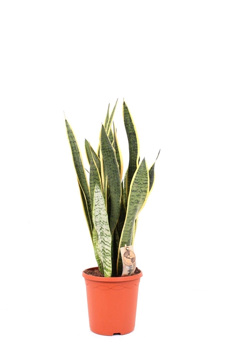 <h4>Sansevieria P21 Laurentii</h4>