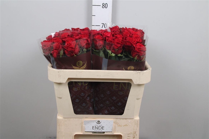 <h4>R Gr Red Naomi!</h4>