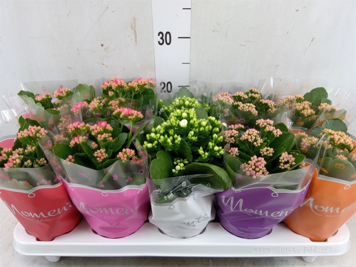 <h4>Kalanchoe blos.   ..rosebud mix  5</h4>
