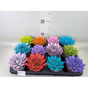 Echeveria  'Miranda'