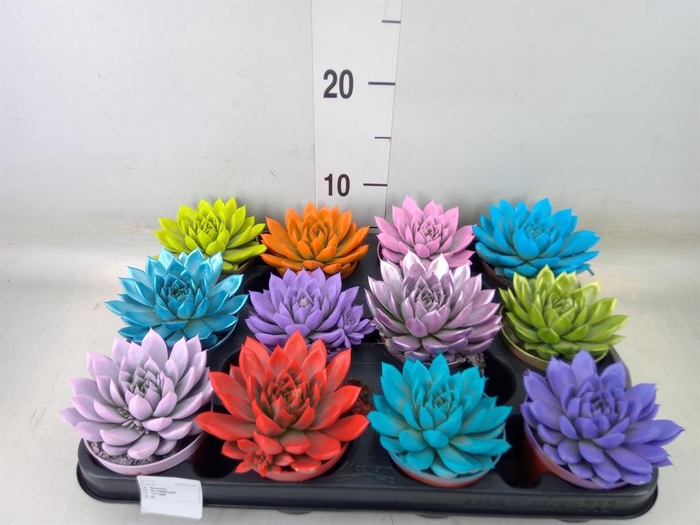 <h4>Echeveria  'Miranda'</h4>