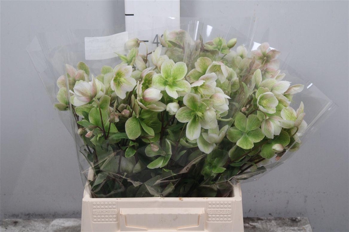 <h4>Hell Magnific Bells</h4>