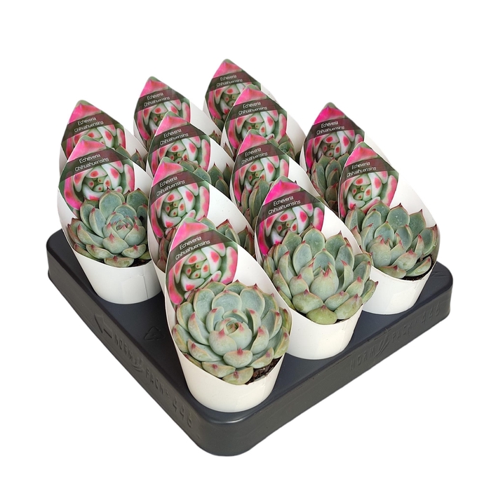 <h4>ECHEV CHIHUAHUAENSIS</h4>