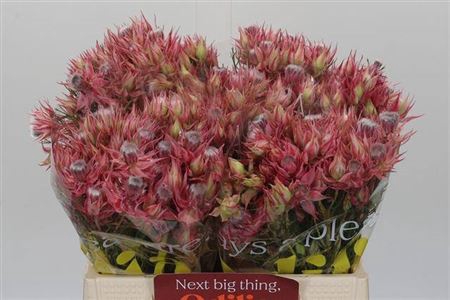 <h4>Serruria Ayoba Shooting Star</h4>
