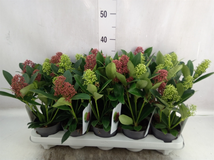 Skimmia jap.